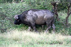 cape buffalo akeru IMG_4327.JPG